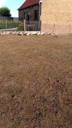 Eenden, Dieren en Toebehoren, Pluimvee, Eend