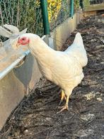 Witte leg hennen te koop, Dieren en Toebehoren, Pluimvee, Kip