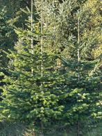 Nordmann kerstdennen, Ophalen