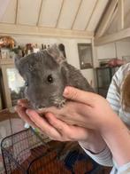 5 Chinchillas met alle toebehoren, Dieren en Toebehoren, Knaagdieren, Chinchilla