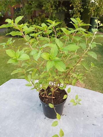 Hydrangea Phantom beschikbaar voor biedingen