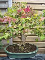 Bonsai, Tuin en Terras, Ophalen