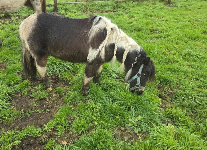 Bonte mini merrie, Dieren en Toebehoren, Pony's, Merrie, Ontwormd