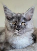 2 Maine Coon kittens (black smoke tortie), Dieren en Toebehoren, Poes, Gechipt, 0 tot 2 jaar