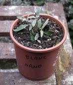 jeune plant d'arbre a papillon "NANO WHITE", Jardin & Terrasse, Plantes | Arbres, Enlèvement, Moins de 100 cm, Ombre partielle