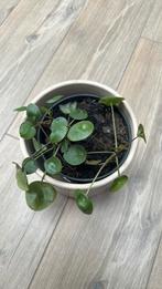 Pannenkoekenplant, Huis en Inrichting, Kamerplanten, Ophalen