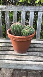 Cactus met pot, Overige soorten, Ophalen