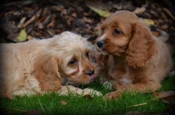 Chiots Cockapoo