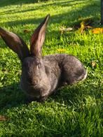 Vlamese Reus, Dieren en Toebehoren