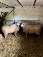 2 schapen te koop + papieren., Animaux & Accessoires, Moutons, Chèvres & Cochons