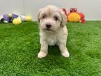 Nestje Havanezer pups, België, Overige rassen, CDV (hondenziekte), 8 tot 15 weken