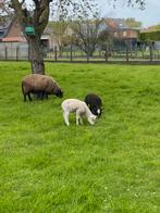 Mooie ooi met lammers, Animaux & Accessoires, Moutons, Chèvres & Cochons, Mouton, 3 à 5 ans, Plusieurs animaux