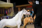 AMHA / NMPRS minipaardjes merries, Dieren en Toebehoren, Merrie