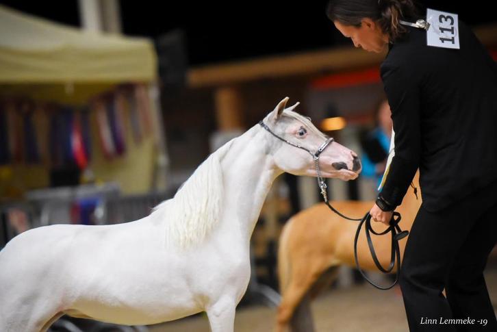 AMHA / NMPRS minipaardjes merries, Dieren en Toebehoren, Pony's, Merrie