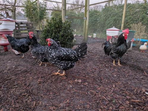 Broedeieren Ancona's, Dieren en Toebehoren, Pluimvee, Kip, Geslacht onbekend