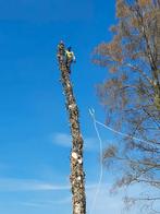 Boomverzorging - snoeien, vellen en aanplant van bomen.