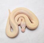 Pastel Pinstripe Ivory Clown koningspython vrouw, Dieren en Toebehoren, Slang, 0 tot 2 jaar