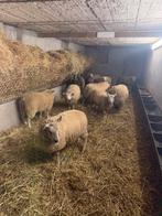 Schapen rammen, Animaux & Accessoires, Moutons, Chèvres & Cochons, Mâle, Mouton, 0 à 2 ans