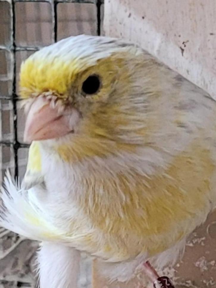 Kanaries bruin opaalgeel mozaïek, Dieren en Toebehoren, Vogels | Kanaries, Kleurkanarie, Meerdere dieren