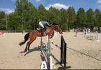 Super braaf 5 jarig springpaard, Dieren en Toebehoren, Paarden, Ruin, Zadelmak, Springpaard