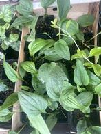 diverse planten, echinacea, heucheria, braam,goji,..., Tuin en Terras, Ophalen