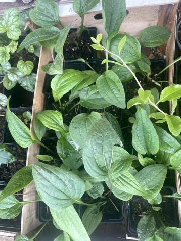 diverse planten, echinacea, heucheria, braam,goji,... beschikbaar voor biedingen