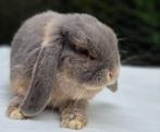NHD Voedster, Dieren en Toebehoren, Konijnen, Vrouwelijk, Dwerg, Hangoor, 0 tot 2 jaar
