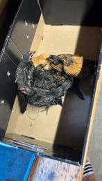 Sebright kuikens, Meerdere dieren, Kip