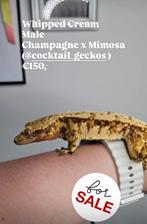 1.0 bijna RTB knappe Tricolor wimpergekko man, Dieren en Toebehoren, Reptielen en Amfibieën, Hagedis, Tam, 0 tot 2 jaar