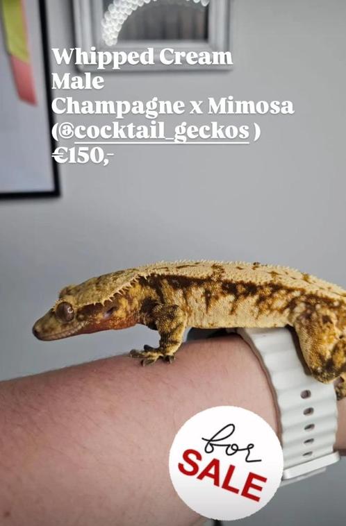 1.0 bijna RTB knappe Tricolor wimpergekko man, Dieren en Toebehoren, Reptielen en Amfibieën, Hagedis, 0 tot 2 jaar, Tam