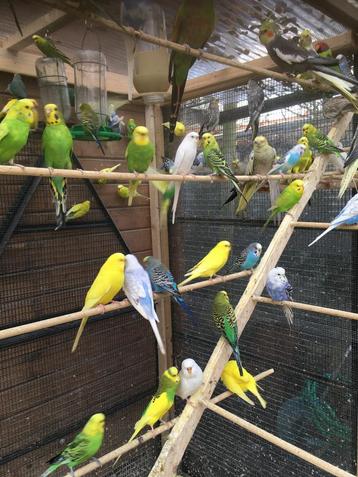 GRASPARKIETJES IN VERSCHILLENDE KLEUREN NU 16 EURO/KOPPEL, Dieren en Toebehoren, Meerdere dieren, Parkiet