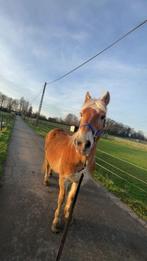 Halve stal gezocht, Dieren en Toebehoren