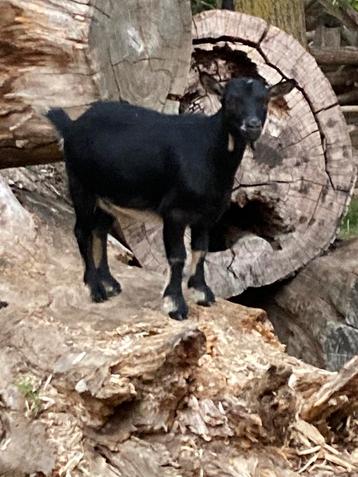 Bok beschikbaar voor biedingen
