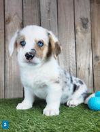 Welsh Corgi Cardigan pups / Corgi pup, Dieren en Toebehoren, Honden | Herdershonden en Veedrijvers, België, Overige rassen, CDV (hondenziekte)