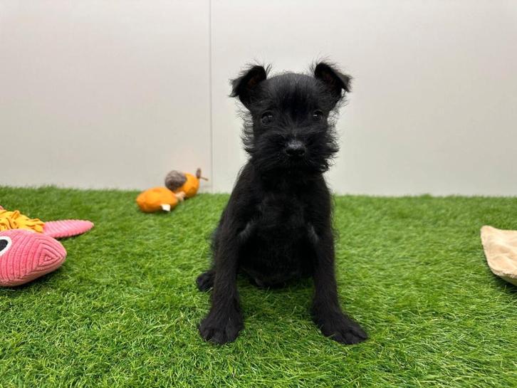 Dwergschnauzer pups - zwart, Dieren en Toebehoren, Honden | Chihuahua's en Gezelschapshonden, Meerdere dieren, Fokker | Professioneel