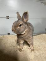 Rexdwerg en hangoordwerg te koop de echte, Dieren en Toebehoren, Mannelijk, Dwerg, Hangoor, 0 tot 2 jaar