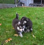 F3 Pomsky pups (mini-husky), Dieren en Toebehoren, België, Fokker | Hobbymatig, Overige rassen, 8 tot 15 weken