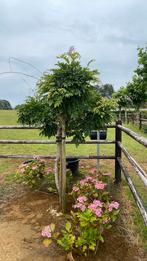 Wisteria blauwe regen op stam, Tuin en Terras, Ophalen