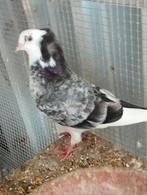 Kapucijnduifje, Dieren en Toebehoren, Vogels | Duiven