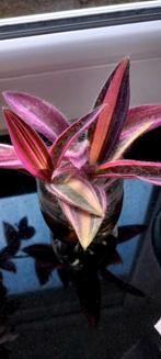 Tradescantia palida pink stripe, Maison & Meubles, Plantes d'intérieur, Enlèvement