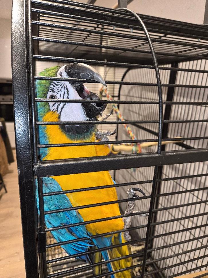 Perroquet Ara bleu, Animaux & Accessoires, Oiseaux | Accessoires, Neuf, Autres types, Enlèvement