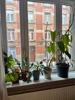 Lot de plantes, Maison & Meubles