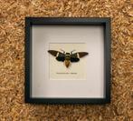 cicade in kader, Verzamelen, Dierenverzamelingen, Ophalen of Verzenden, Nieuw, Insect, Opgezet dier