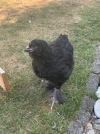 Jonge hen, Vrouwelijk, Kip