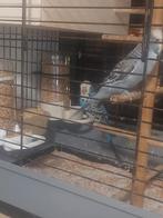 Parkit english coupel met kooi, Dieren en Toebehoren