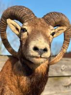 Taxidermie rams kop, Enlèvement, Comme neuf