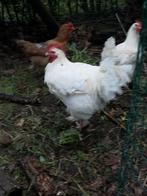 Koppel witte Mechelse hoen, Dieren en Toebehoren, Meerdere dieren, Kip