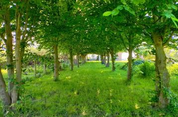 Gezocht: snoeier voor tuinwerk / tuinonderhoud / tuinaanleg beschikbaar voor biedingen