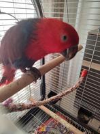 Edel papagaai  praat en fluit, Dieren en Toebehoren, Tam