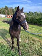 Jaarling welsh A hengst, Dieren en Toebehoren, Paarden, Minder dan 160 cm, 0 tot 2 jaar, Hengst, Onbeleerd